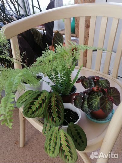 Комнатные растения