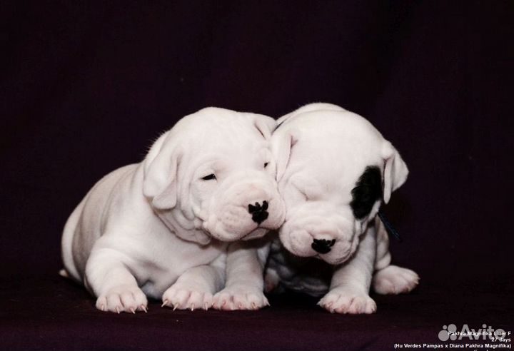 Аргентинский дог щенки