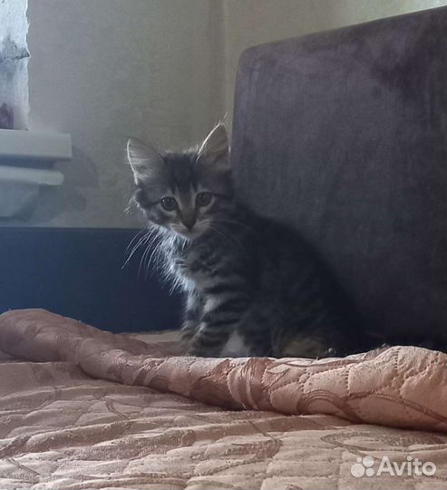 Кошка в дар бесплатно