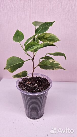 Фикус Бенджамина Кинки