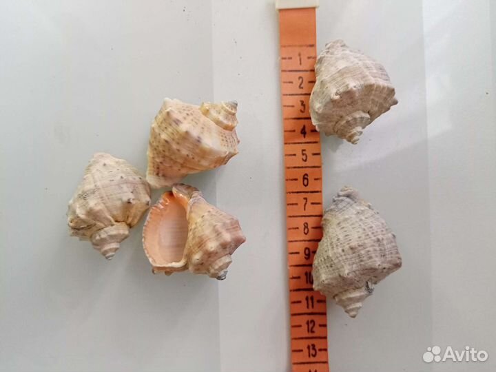 Морские ракушки раковины