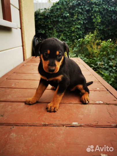 Щенки ждут новых хозяев