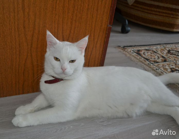 Ангорский кот