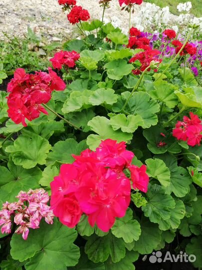 Пеларгония герань