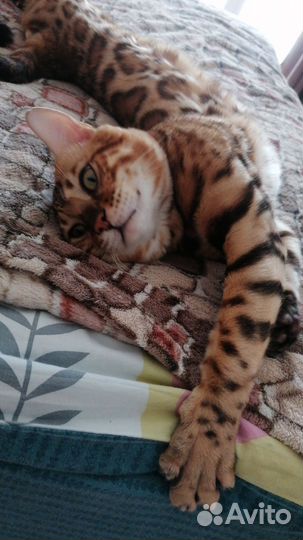 Вязка кошек