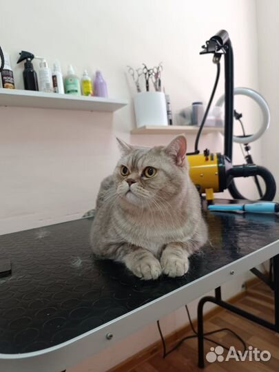 Груминг кошек и собак
