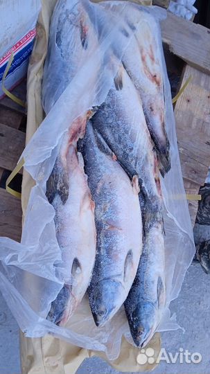 Горбуша 2024 непотрошеная