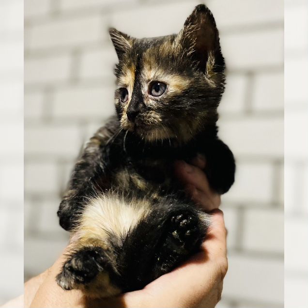 Европейский короткошёрстный котёнок