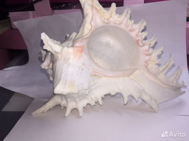 Ракушка редкая морская белая