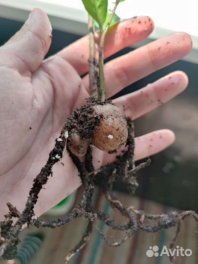 Замиокулькас