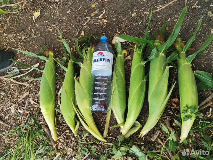 Кукуруза в початках