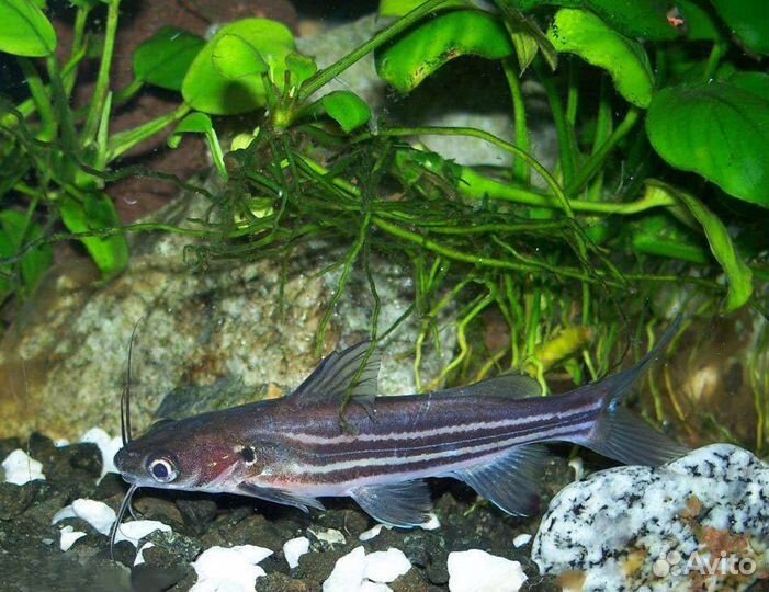 Водоросли и мистус(сом)