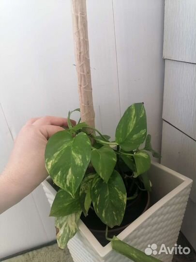 Сциндапсус золотистый