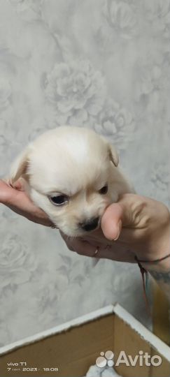 Щенки чихуахуа
