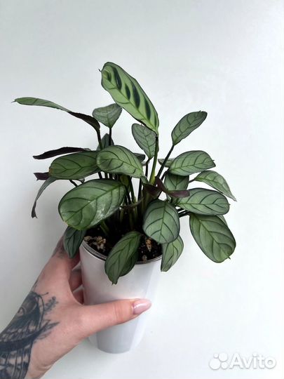 Маранта Амабилис Минт, Антуриум Сильвер Блаш