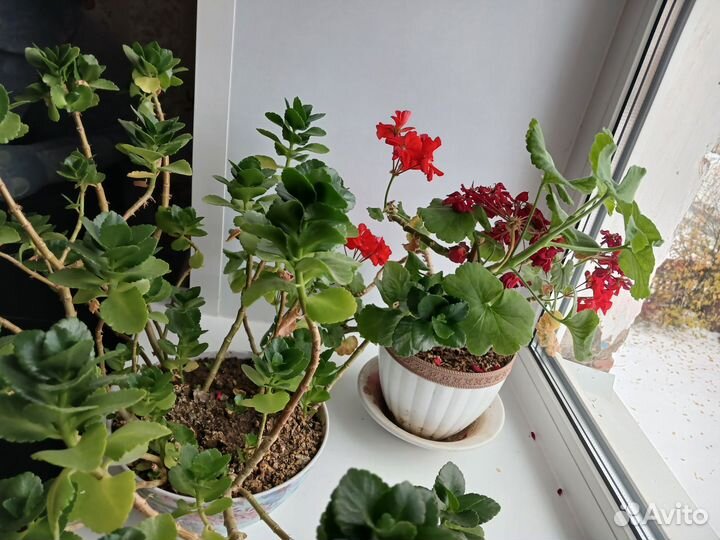 Комнатные цветы