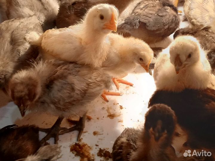 Цыплята от домашних кур- несушек