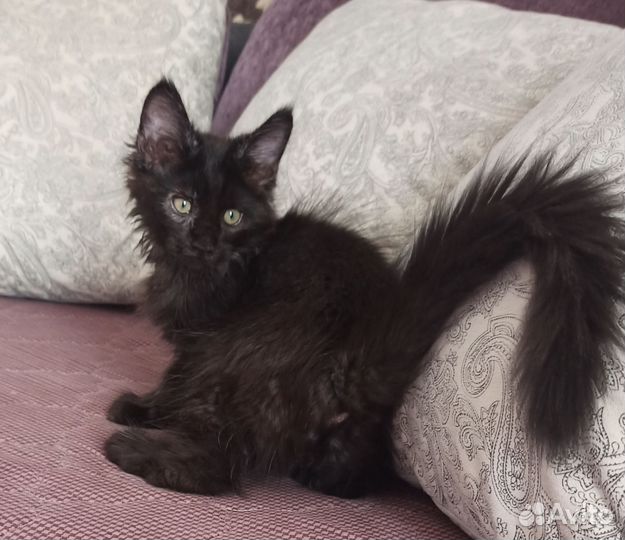 Черный котенок мейн кун