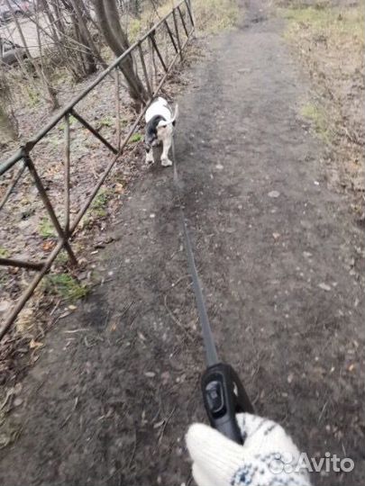 Выгул собак