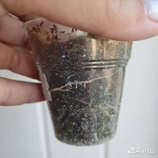 Хойя сильвер доллар