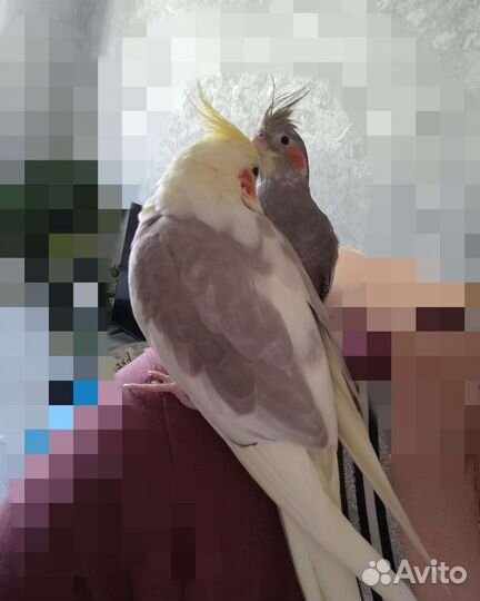 Попугай корелла с клеткой