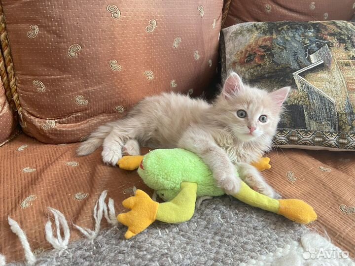 Котёнок