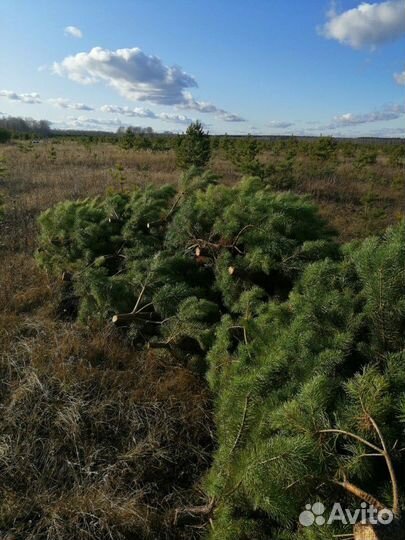 Елка. Сосна рождественская, новогодняя