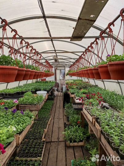 Рассада цветов