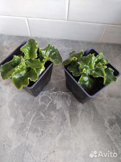 Детки сортовых фиалок