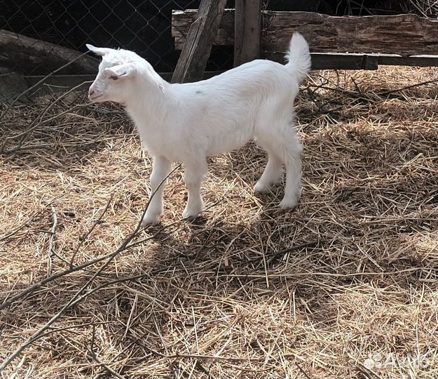 Вьетнамские поросята. Козлята