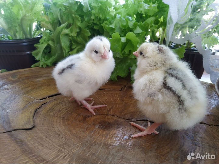Цыплята цветной бройлер (несушки)