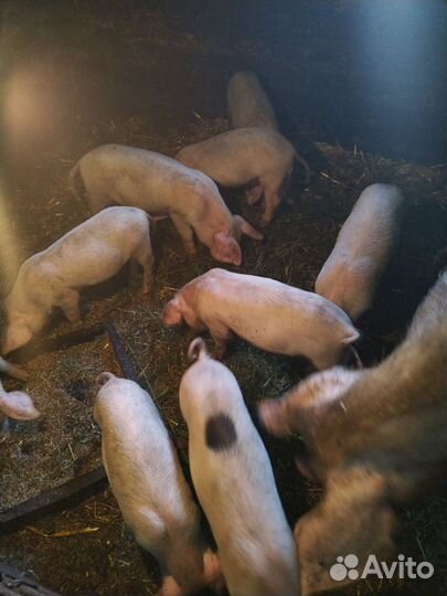 Поросята