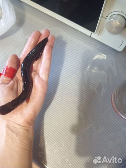 Аквариумные рыбы