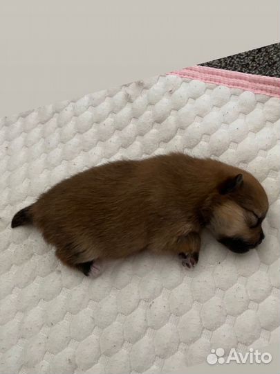 Щенки немецкого шпица