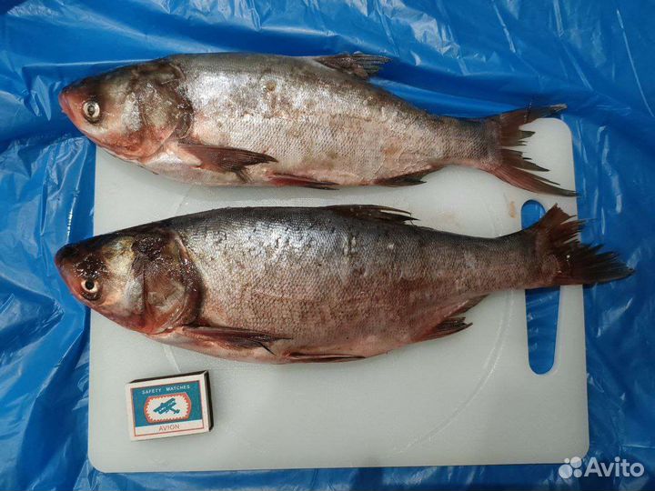 Рыба Толстолобик беляк свежемороженный оптом
