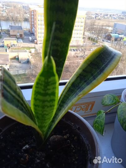 Сансевиерия