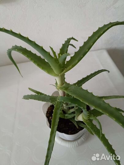 Алоэ (столетник)