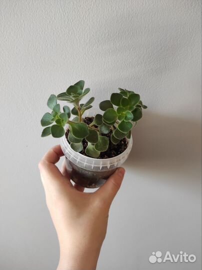 Аихризон дерево любви