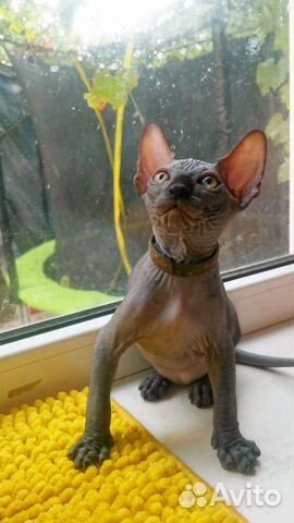 Канадский сфинкс