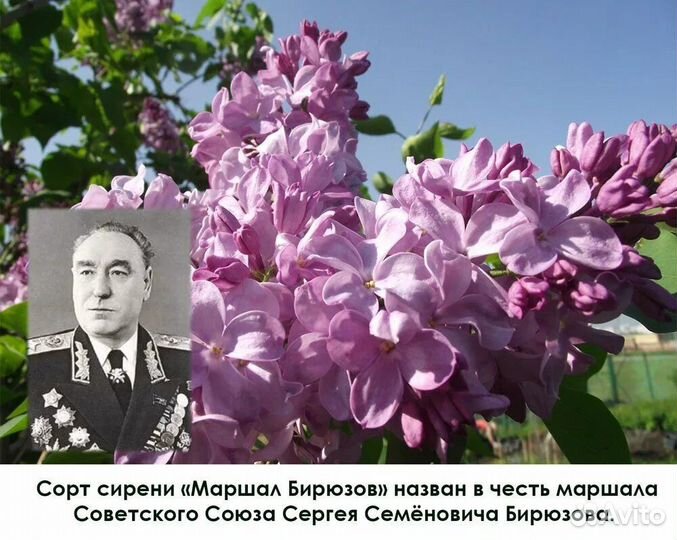 Саженцы сирени сортовой