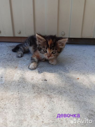Котята бесплатно