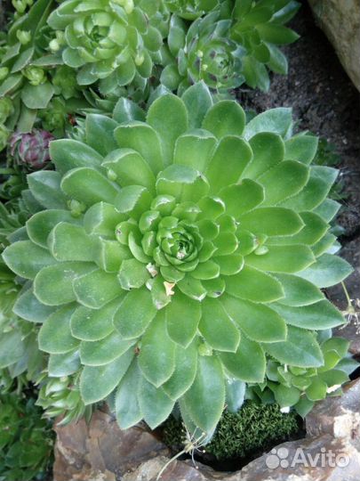 Молодило кровельное (Sempervivum tektorum)