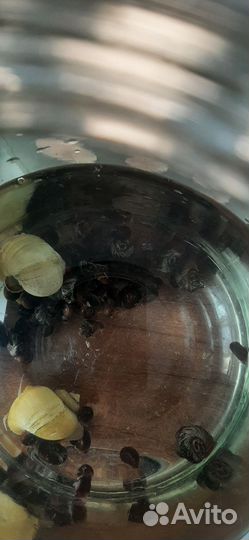 Ракушки для аквариума