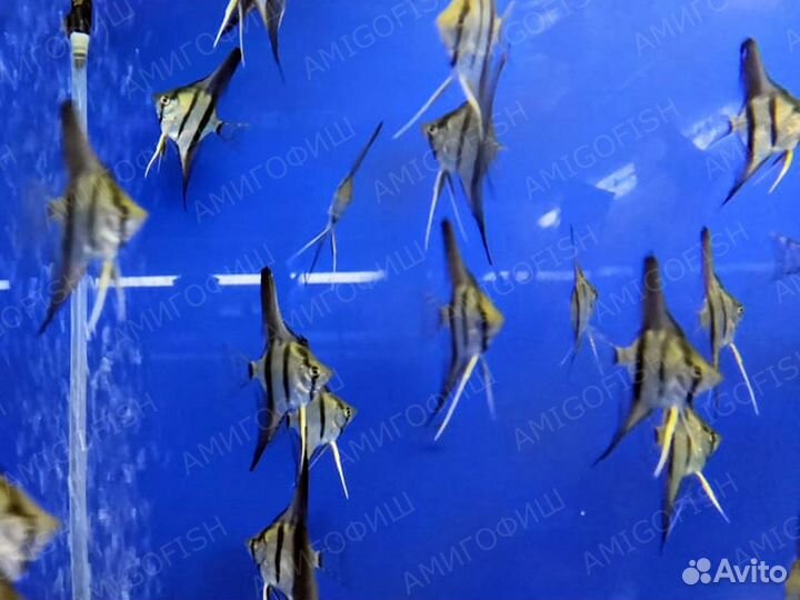 Скалярия Альтум Перуанский