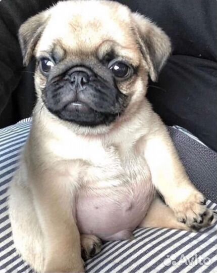 Щенки мопса