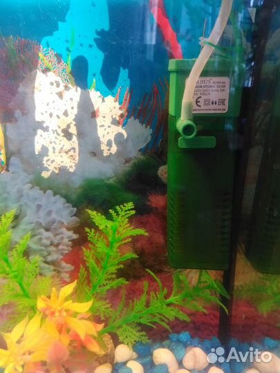 Аквариумные рыбки