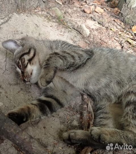 Котенок Анфиса ищет дом