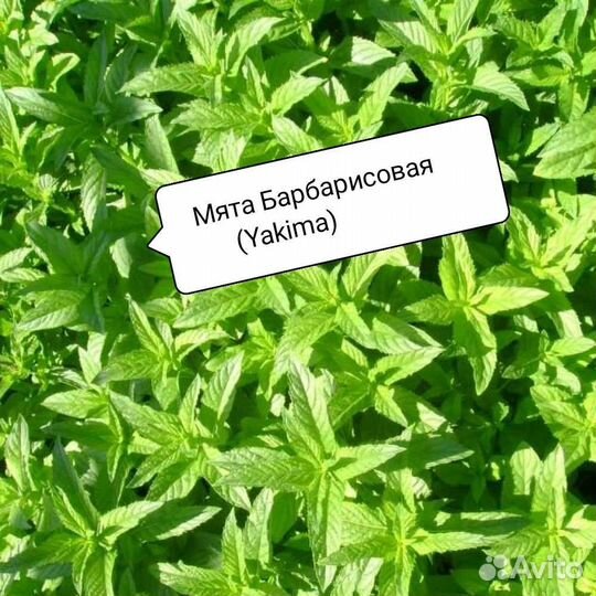 Мята разных сортов, мелисса, дущица