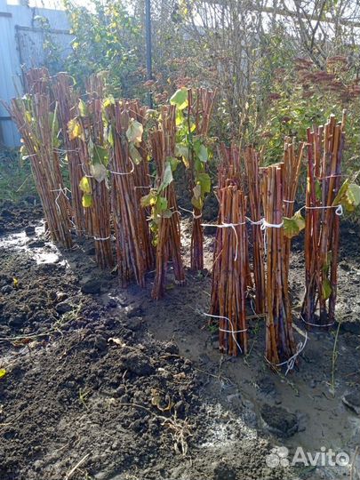 Саженцы малины опт