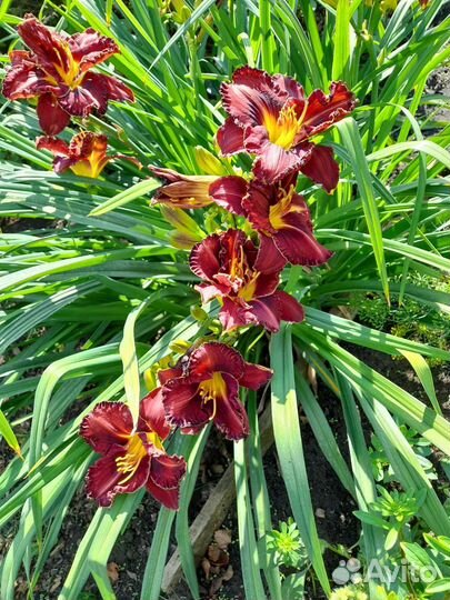 Многолетние садовые цветы